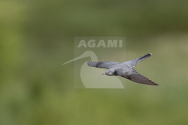 common cuckoo (cuculus canorus) of grey morph in flight from above, found near Khalk River in eastern Mongolia in Dornod Aimag stock-image by Agami/Mathias Putze,