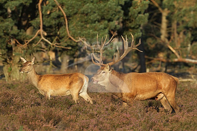 Edelhert; Red Deer stock-image by Agami/Chris van Rijswijk,