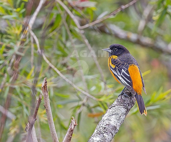 Wintering adult male Baltimore Oriole (Icterus galbula) in Panama. stock-image by Agami/Pete Morris,
