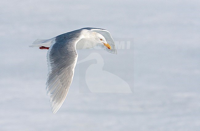Adult Glaucous Gull (Larus hyperboreus) in summer plumage, flying above the drift ice north of Svalbard, arctic Norway. stock-image by Agami/Marc Guyt,