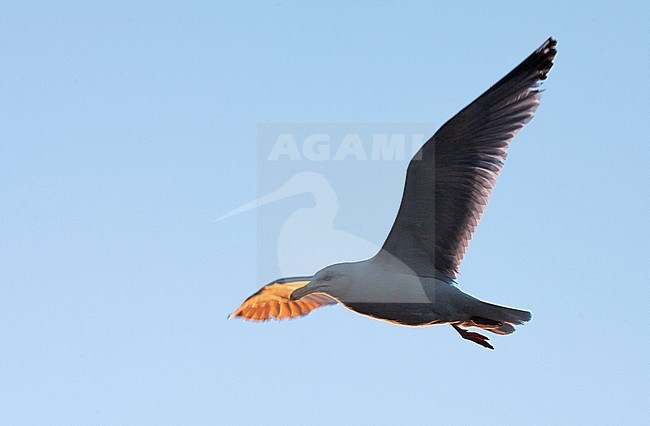 Adult European Herring Gull (Larus argentatus) following a ferry in the Netherlands. In flight with first ray of light at dawn. stock-image by Agami/Marc Guyt,