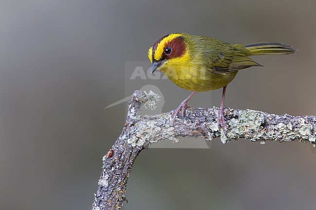 Golden-browed Warbler (Basileuterus belli) In mexico stock-image by Agami/Dubi Shapiro,