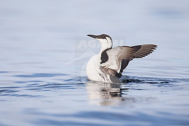 Common Murre (Uria aalge) sitting on the water, flapping wings, with a blue background in Brittany, France. stock-image by Agami/Sylvain Reyt,