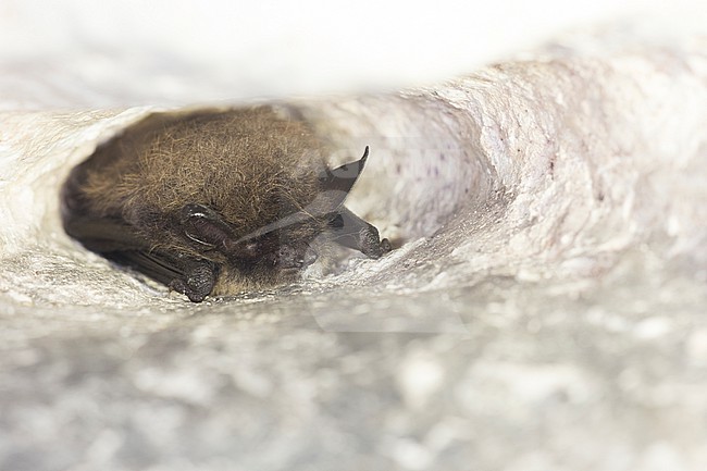 Whiskered bat in hibernation stock-image by Agami/Theo Douma,