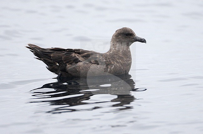 Zuipooljager, South Polar Skua stock-image by Agami/Mike Danzenbaker,