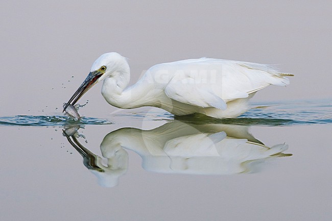 Kleine Zilverreiger; Little Egret stock-image by Agami/Daniele Occhiato,