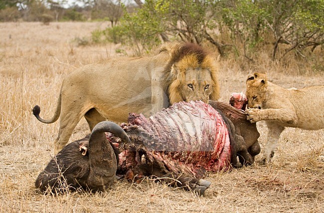 Mannetje Afrikaanse Leeuw etend van prooi; Male African Lion feeding on prey stock-image by Agami/Marc Guyt,