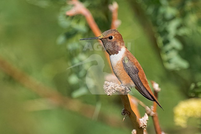 Adult male
Riverside Co., CA
April 2022 stock-image by Agami/Brian E Small,