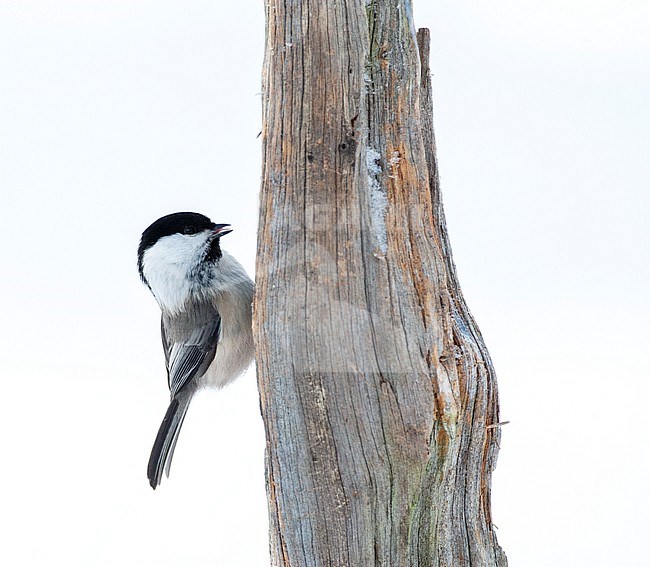 Willow Tit (Poecile montanus borealis) in taiga forest near Kuusamo in Finland during a very cold winter. Clinging to a wooden stick. stock-image by Agami/Marc Guyt,