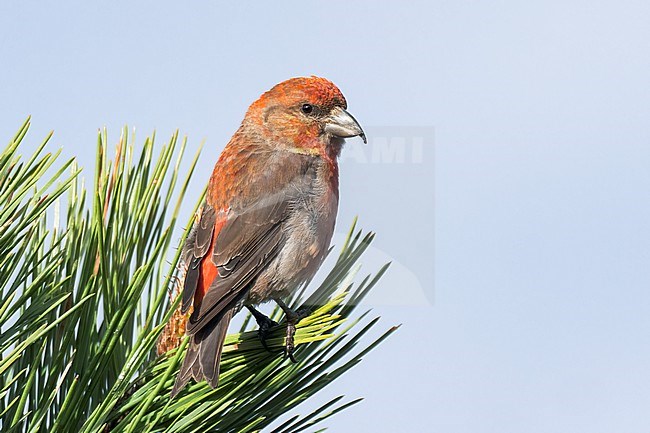 Adult male
Jefferson Co., CO
June 2023 stock-image by Agami/Brian E Small,