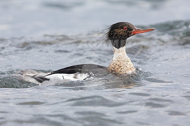 Red-breasted Merganser (Mergus serrator), side view of an adult male swimming in the water, Capital Region, Iceland stock-image by Agami/Saverio Gatto,