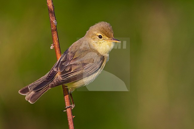 Orpheusspotvogel, Melodious Warbler; Hippolais polyglotta, Germany stock-image by Agami/Ralph Martin,