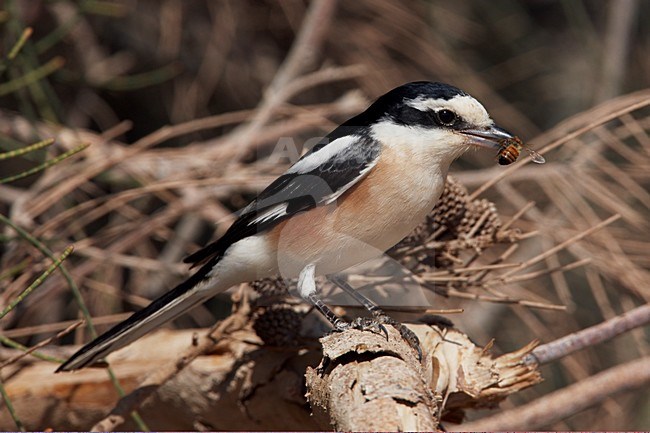 Maskerklauwier met prooi; Masked Shrike with prey stock-image by Agami/Markus Varesvuo,