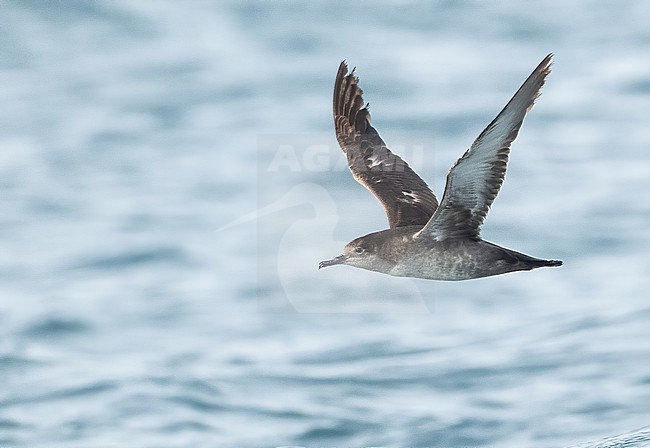  stock-image by Agami/Eduard Sangster,