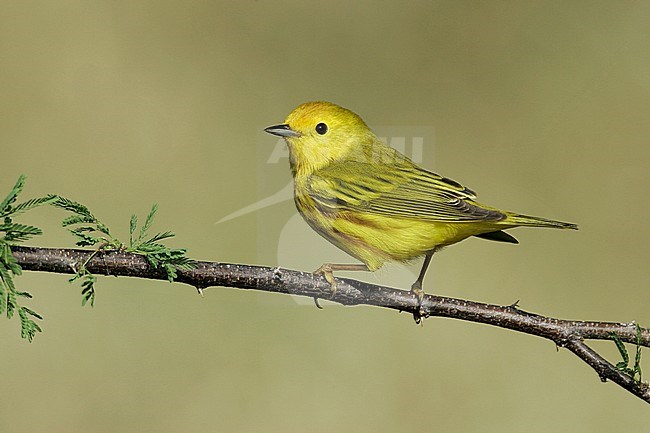 Adult male
Galveston Co., TX
April 2005 stock-image by Agami/Brian E Small,