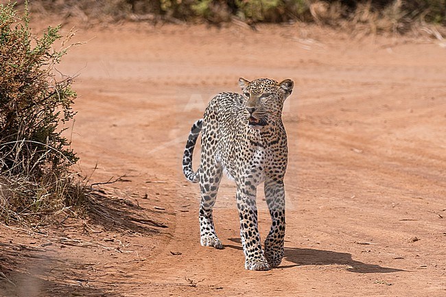 A leopard, Panthera pardus, walks along a road in Samburu National Reserve, Kenya. Kenya. stock-image by Agami/Sergio Pitamitz,