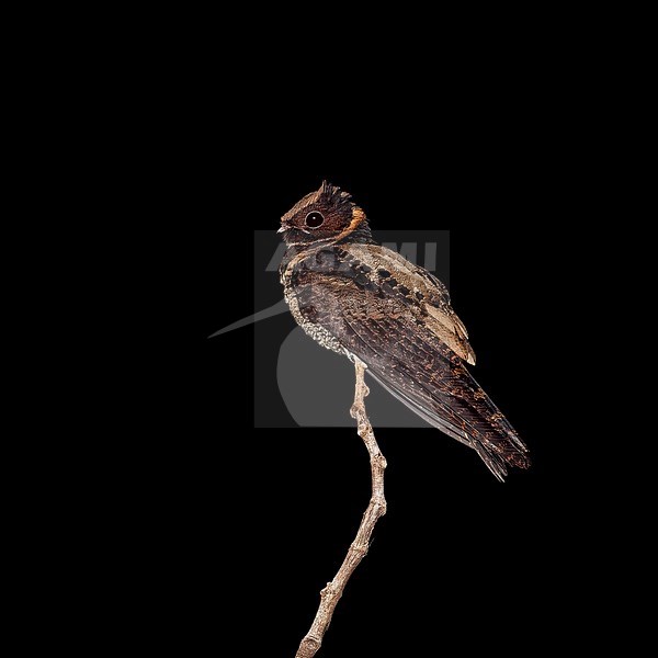 Great Eared Nightjar (Lyncornis macrotis) perched at night. stock-image by Agami/Nigel Voaden,