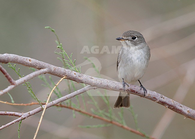 Bruine Vliegenvanger, Asian Brown Flycatche stock-image by Agami/Mike Danzenbaker,