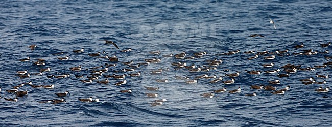 Grote Pijlstormvogel groep zitten op het water; Great Shearwater group sitting on the water stock-image by Agami/Marc Guyt,