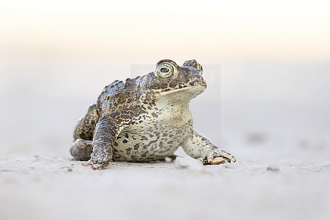 Natterjack Toed on bare soil in the Monegros Spain stock-image by Agami/Onno Wildschut,