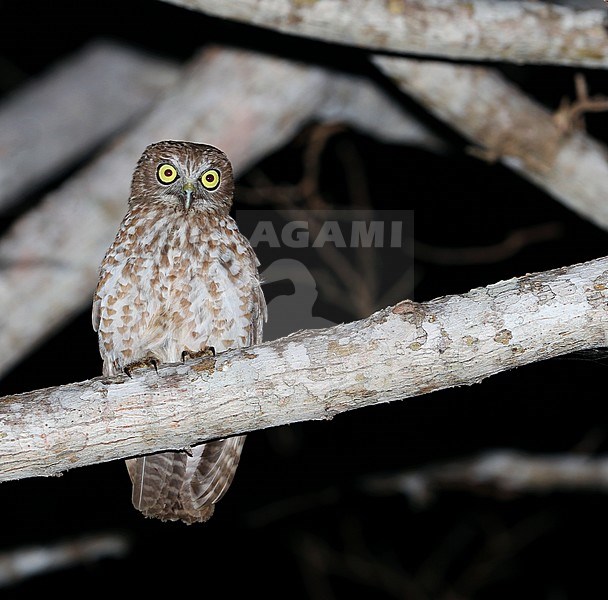Rote Boobook (Ninox rotiensis) perched in a tree at night. stock-image by Agami/James Eaton,