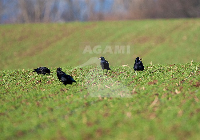 Rook (Corvus frugilegus) in the Netherlands. Group foraging on agricultural field. stock-image by Agami/Marc Guyt,