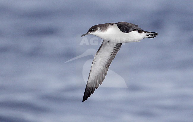 Noordse Pijlstormvogel in vlucht, Manx Shearwater in flight stock-image by Agami/Mike Danzenbaker,