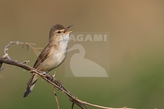Struikrietzanger zingend op tak; Blyths Reed Warbler singing on branch stock-image by Agami/Ralph Martin,