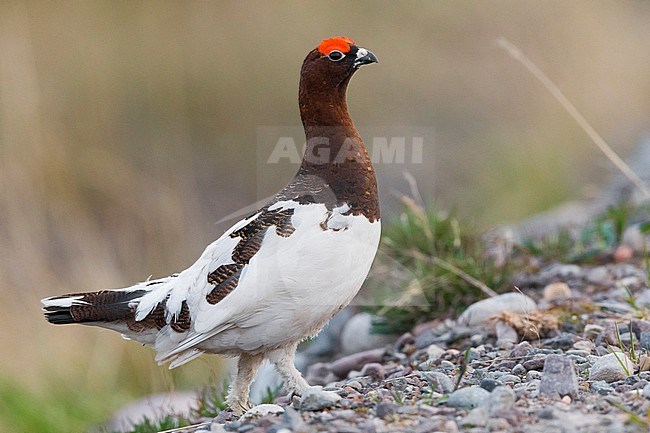 Willow Ptarmigan (Lagopus lagopus), adult male standing on the ground stock-image by Agami/Saverio Gatto,