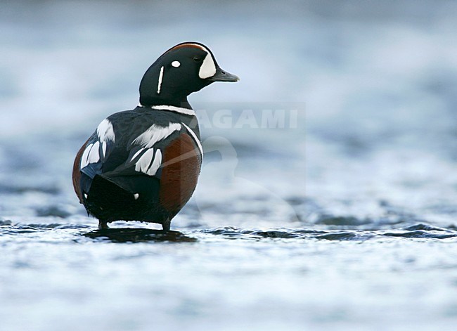 Mannetje Harlekijneend in IJslandse rivier; Male Harlequin Duck in Icelandic river stock-image by Agami/Menno van Duijn,