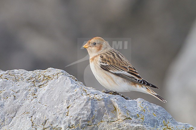 Snow Bunting, Plectrophenax nivalis, in winter plumage sitting on basalt rocks part of small flock wintering at North Sea coast. Female of nominate subspecies nivalis. stock-image by Agami/Menno van Duijn,