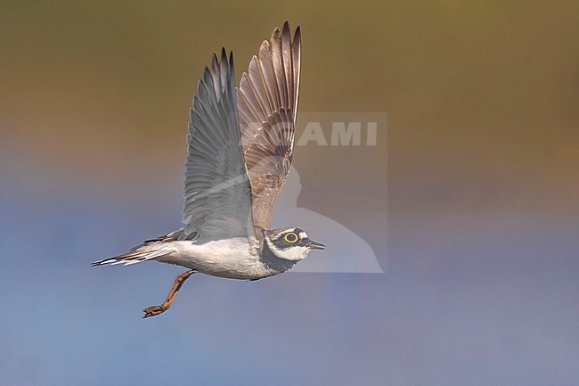 Little Ringed Plover (Charadrius dubius) in Italy. stock-image by Agami/Daniele Occhiato,
