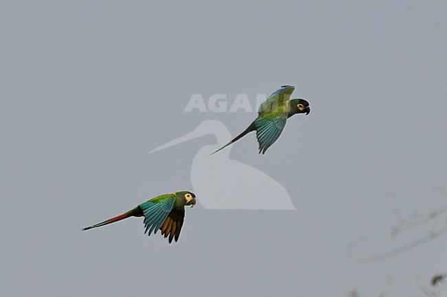  stock-image by Agami/Laurens Steijn,