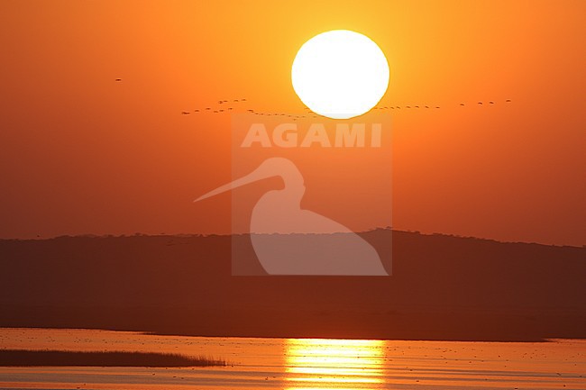 Sunset Chhari Lake, Greater Rann of Kutch, India stock-image by Agami/James Eaton,