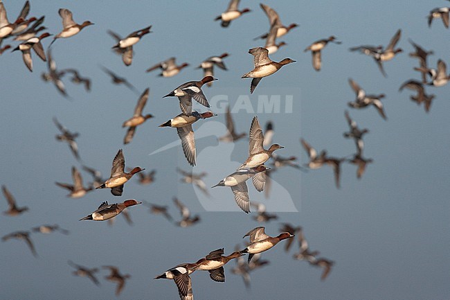 Big flock of Eurasian Wigeons (Anas penelope) during late winter in the Netherlands. Taking off en masse. stock-image by Agami/Marc Guyt,
