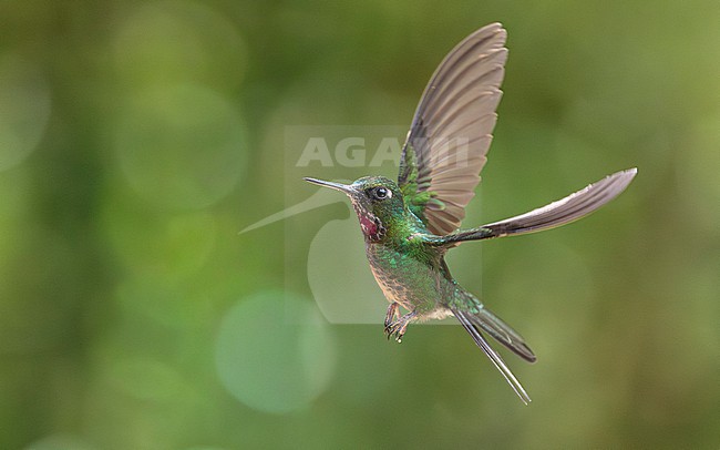 Tourmaline Sunangel (Heliangelus exortis) stock-image by Agami/Lennart Verheuvel,