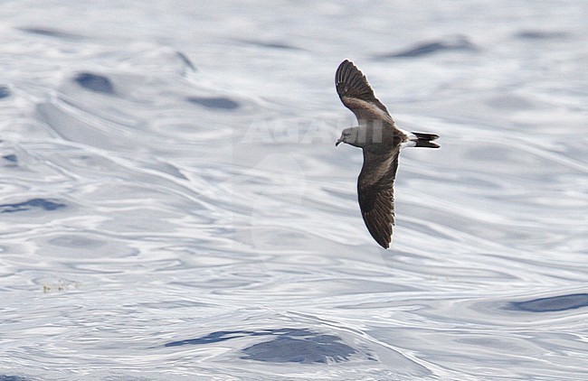 Vaal Stormvogeltje in vlucht, Leach's Storm-Petrel in flight stock-image by Agami/Mike Danzenbaker,