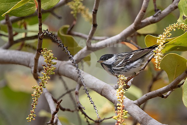 Male Blackpoll Warbler (Setophaga striata) perched on scrub in Dry Tortugas, USA stock-image by Agami/Helge Sorensen,
