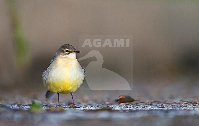 Grey Wagtail - Gebirgsstelze - Motacilla cinerea ssp. cinerea, Germany, 1st cy stock-image by Agami/Ralph Martin,