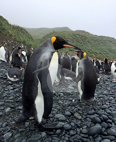 King Penguins (Aptenodytes patagonicus) colony on Macquarie island, subantarctic region, Australia. A UNESCO World Heritage Site in the southwest Pacific Ocean. stock-image by Agami/Marc Guyt,