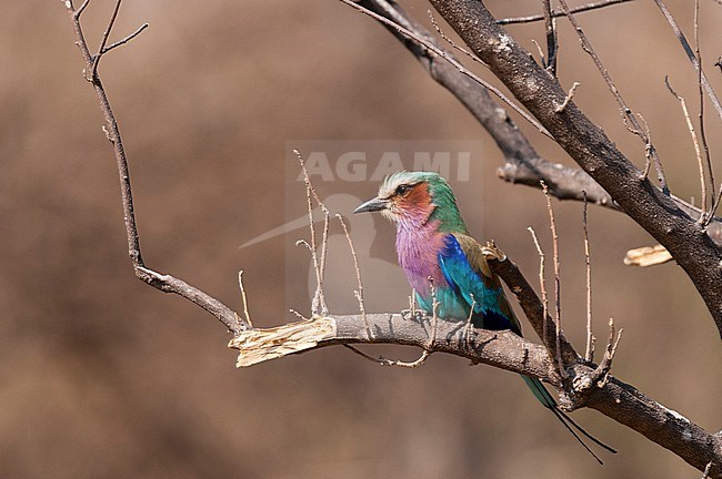 A lilac-breasted roller, Caracias caudatus, perching on a tree branch. Okavango Delta, Botswana. stock-image by Agami/Sergio Pitamitz,