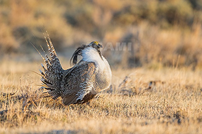 Adult male Gunnison Grouse, Centrocercus minimus
Gunnison Co., Colorado, USA. stock-image by Agami/Brian E Small,