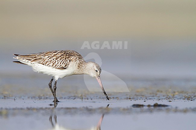 Bar-tailed Godwit - Pfuhlschnepfe - Limosa lapponica ssp. taymyrensis, Oman, adult, nonbreeding stock-image by Agami/Ralph Martin,