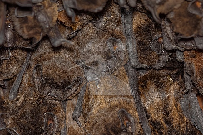 Azores Noctule (Nyctalus azoreum) aka Azores Bat sitting on a tunnel in Jardim Botânico Antonio Borges, Ponta Delgada, Sao Miguel, Azores, Portugal. stock-image by Agami/Vincent Legrand,