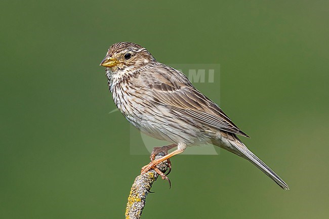 Adult male Corn Bunting (Emberiza calandra) on a branch in Selvanera, Catalunya, Spain. stock-image by Agami/Vincent Legrand,