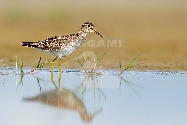 Adult breeding
Galveston Co., TX
May 2023 stock-image by Agami/Brian E Small,