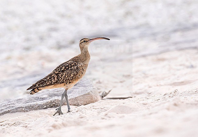 Wintering Bristle-thighed Curlew, Numenius tahitiensis. Photographed during a Pitcairn Henderson and The Tuamotus expedition cruise. stock-image by Agami/Pete Morris,