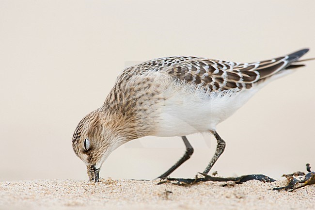 Bairds Strandloper op strand Wassenaar; Baird's Sandpiper on Wassenaar Beach (Netherlands) stock-image by Agami/Menno van Duijn,