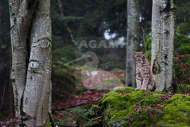 A European lynx, Lynx lynx, sitting atop a mossy boulder in a scenic forest. Bayerischer Wald National Park, Bavaria, Germany. stock-image by Agami/Sergio Pitamitz,