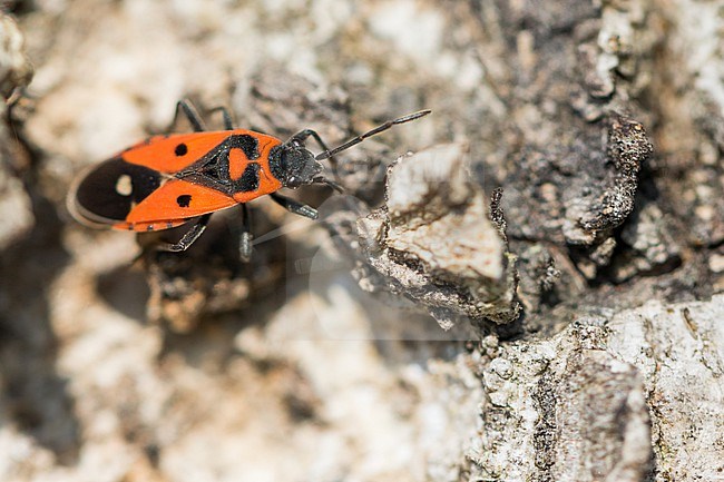 Melanocoryphus albomaculatus - Weißpunkt-Bodenwanze, Germany (Baden-Württemberg), imago stock-image by Agami/Ralph Martin,